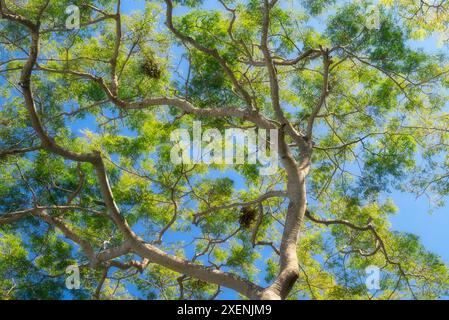 Tree branches and foliage spread out against the backdrop of the blue sky. Stock Photo