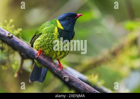 Green and black fruiteater foraging in the mountains of northern Peru Stock Photo