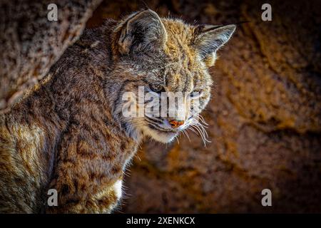 USA, Arizona, Tucson. Captive American bobcat close-up. ©Fred Lord / Jaynes Gallery / DanitaDelimont.com Stock Photo