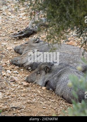 Arizona, Arizona-Sonora Desert Museum. Resting javelinas Stock Photo