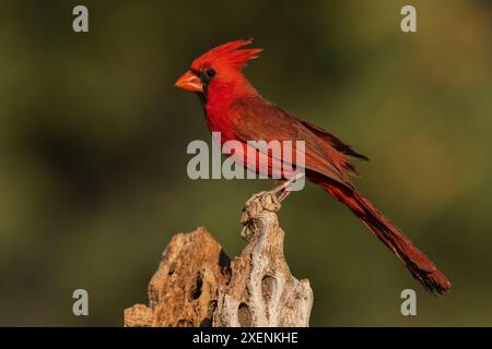 Northern cardinal male portrait, USA, Arizona. Stock Photo
