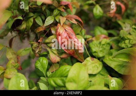 Close-up Photograph of a Glossy, Brightly Colored Salmon Pink Red Nandina Plant Leaf Stock Photo