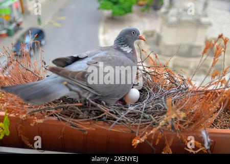 A dove sits on eggs. Dove with one egg. Pigeon pair make a nest in a flower box on a windowsill. The concept of bird life in the city Stock Photo