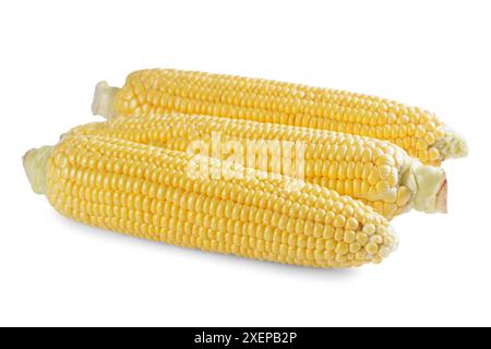 Three fresh raw yellow ears of corn isolated on white background. Food ingredient, design element, farm, harvest, agriculture. Stock Photo