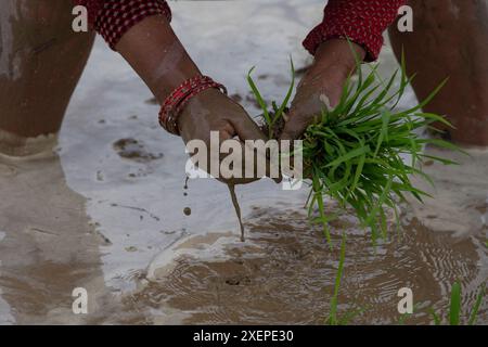 Bhaktapur, Nepal. 29th June, 2024. On June 29, 2024, in Bhaktapur ...