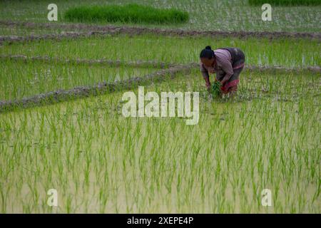 Bhaktapur, Nepal. 29th June, 2024. On June 29, 2024, in Bhaktapur ...