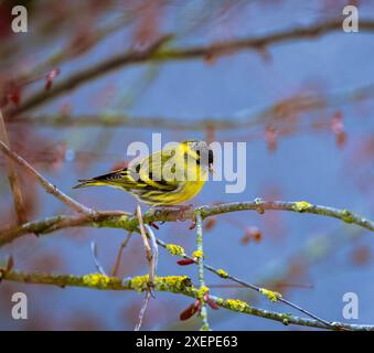 Closeup of a yellow male black-headed goldfinch Stock Photo