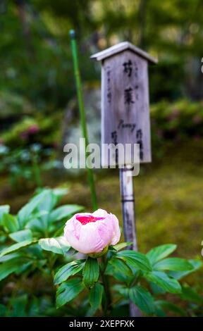 A peony in bloom in the garden of Tenryū-ji temple, Rinzai sect of Zen Buddhism, in Ukyo Ward, Kyoto city, Japan. Stock Photo