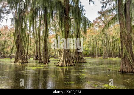 Cypress trees in the water of the Caddo Lake State Park, Texas Stock Photo