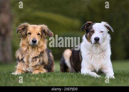 Dogs Stock Photo