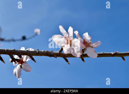 Beautiful pink and White almond blossom flowers on branches against a clear vibrant blue Sky background during spring season Stock Photo