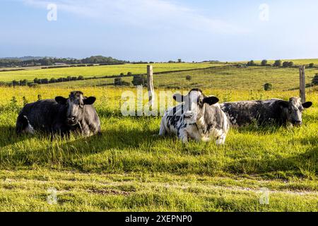 Three cows resting by a pathway along the South Downs Way, with a blue sky overhead Stock Photo