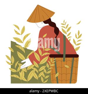 Tea harvesting season. Young woman wearing traditional asian sedge hat picking tea leaves. Green tea plantation cultivation work. Chinese or Japanese agriculture. Flat vector illustration Stock Vector