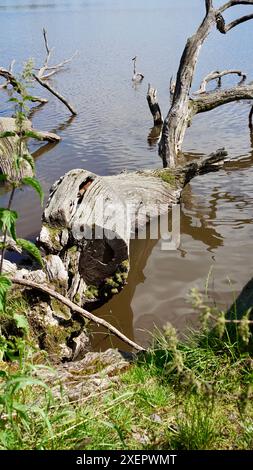 Dead tree in a lake. Stock Photo