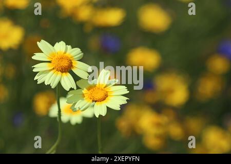 Cheerful Crown Daisies, Glebionis coronaria, standing on upright stems against a backdrop of bright yellow daisies in a sunny English meadow in June Stock Photo