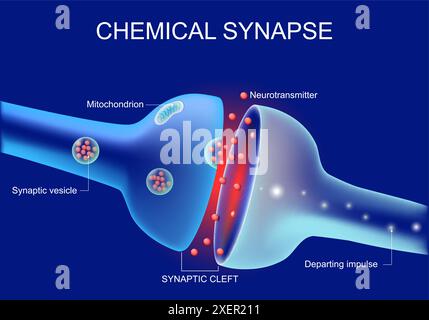 Neurons communication. Transmission of the nerve signal between two neurons. Close-up of a Synaptic cleft, chemical synapse, synaptic vesicle, Neurotr Stock Vector