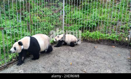 (240629) -- WOLONG, June 29, 2024 (Xinhua) -- Giant panda Hui Hui and her cub are seen at the wild training fields of Tiantai Mountain in Wolong National Nature Reserve in southwest China's Sichuan Province, June 1, 2024. In recent years, China has made significant progress in panda conservation through a series of measures, including forest and wildlife protection as well as the construction of giant panda national parks. The wild giant panda population in China has grown from about 1,100 in the 1980s to nearly 1,900.   Giant panda reintroduction refers to releasing captive-bred giant pandas Stock Photo