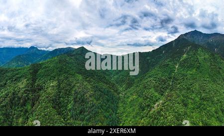 (240629) -- WOLONG, June 29, 2024 (Xinhua) -- An aerial drone photo taken on June 24, 2024 shows a view of giant panda wild training fields of Tiantai Mountain in Wolong National Nature Reserve in southwest China's Sichuan Province, June 24, 2024. In recent years, China has made significant progress in panda conservation through a series of measures, including forest and wildlife protection as well as the construction of giant panda national parks. The wild giant panda population in China has grown from about 1,100 in the 1980s to nearly 1,900.   Giant panda reintroduction refers to releasing Stock Photo