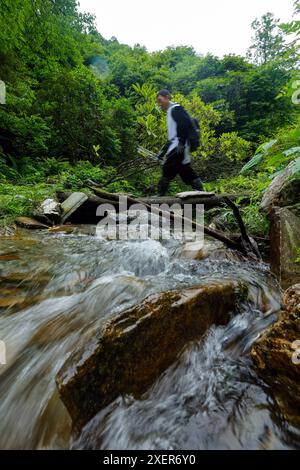 (240629) -- WOLONG, June 29, 2024 (Xinhua) -- Staff member Mu Shijie is pictured on the way to the second-phase giant panda wild training fields of Tiantai Mountain in Wolong National Nature Reserve in southwest China's Sichuan Province, June 24, 2024. In recent years, China has made significant progress in panda conservation through a series of measures, including forest and wildlife protection as well as the construction of giant panda national parks. The wild giant panda population in China has grown from about 1,100 in the 1980s to nearly 1,900.   Giant panda reintroduction refers to relea Stock Photo