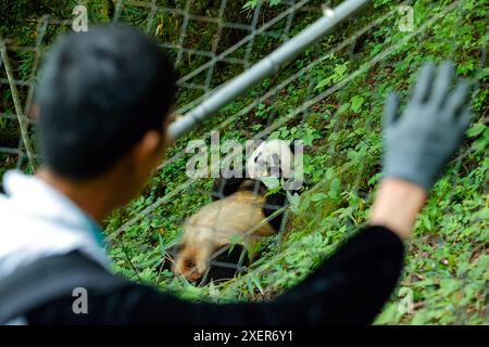 (240629) -- WOLONG, June 29, 2024 (Xinhua) -- Staff member Mu Shijie waves goodbye to giant panda Xian Xian after feeding her at the second-phase giant panda wild training fields of Tiantai Mountain in Wolong National Nature Reserve in southwest China's Sichuan Province, June 24, 2024. In recent years, China has made significant progress in panda conservation through a series of measures, including forest and wildlife protection as well as the construction of giant panda national parks. The wild giant panda population in China has grown from about 1,100 in the 1980s to nearly 1,900.   Giant pa Stock Photo