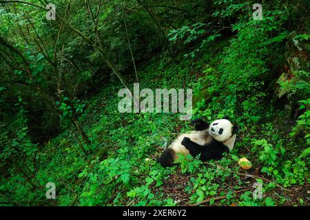 (240629) -- WOLONG, June 29, 2024 (Xinhua) -- Giant panda Xian Xian has food at the second-phase giant panda wild training fields of Tiantai Mountain in Wolong National Nature Reserve in southwest China's Sichuan Province, June 24, 2024. In recent years, China has made significant progress in panda conservation through a series of measures, including forest and wildlife protection as well as the construction of giant panda national parks. The wild giant panda population in China has grown from about 1,100 in the 1980s to nearly 1,900.   Giant panda reintroduction refers to releasing captive-br Stock Photo