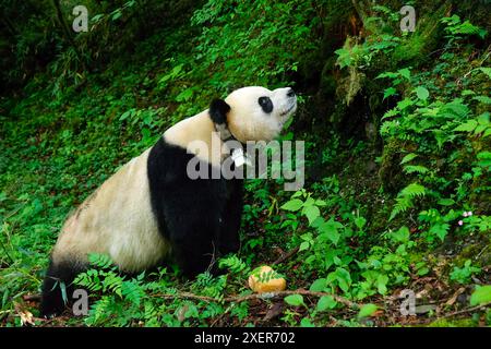 (240629) -- WOLONG, June 29, 2024 (Xinhua) -- Giant panda Xian Xian is pictured at the second-phase giant panda wild training fields of Tiantai Mountain in Wolong National Nature Reserve in southwest China's Sichuan Province, June 24, 2024. In recent years, China has made significant progress in panda conservation through a series of measures, including forest and wildlife protection as well as the construction of giant panda national parks. The wild giant panda population in China has grown from about 1,100 in the 1980s to nearly 1,900.   Giant panda reintroduction refers to releasing captive Stock Photo