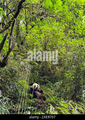 (240629) -- WOLONG, June 29, 2024 (Xinhua) -- Giant panda Tian Tian has carrots at the second-phase giant panda wild training fields of Tiantai Mountain in Wolong National Nature Reserve in southwest China's Sichuan Province, May 29, 2024. In recent years, China has made significant progress in panda conservation through a series of measures, including forest and wildlife protection as well as the construction of giant panda national parks. The wild giant panda population in China has grown from about 1,100 in the 1980s to nearly 1,900. Giant panda reintroduction refers to releasing captive- Stock Photo