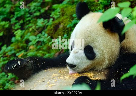 (240629) -- WOLONG, June 29, 2024 (Xinhua) -- Giant panda Xian Xian has food at the second-phase giant panda wild training fields of Tiantai Mountain in Wolong National Nature Reserve in southwest China's Sichuan Province, June 24, 2024. In recent years, China has made significant progress in panda conservation through a series of measures, including forest and wildlife protection as well as the construction of giant panda national parks. The wild giant panda population in China has grown from about 1,100 in the 1980s to nearly 1,900. Giant panda reintroduction refers to releasing captive-br Stock Photo