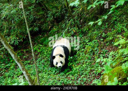 (240629) -- WOLONG, June 29, 2024 (Xinhua) -- Giant panda Xian Xian comes out of the bamboo forest upon hearing the foraging call made by staff member Mu Shijie at the second-phase giant panda wild training fields of Tiantai Mountain in Wolong National Nature Reserve in southwest China's Sichuan Province, June 24, 2024. In recent years, China has made significant progress in panda conservation through a series of measures, including forest and wildlife protection as well as the construction of giant panda national parks. The wild giant panda population in China has grown from about 1,100 in th Stock Photo