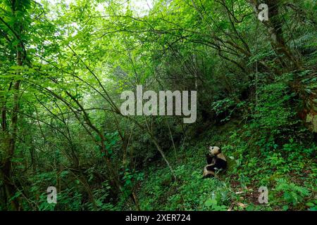 (240629) -- WOLONG, June 29, 2024 (Xinhua) -- Giant panda Xian Xian has food at the second-phase giant panda wild training fields of Tiantai Mountain in Wolong National Nature Reserve in southwest China's Sichuan Province, June 24, 2024. In recent years, China has made significant progress in panda conservation through a series of measures, including forest and wildlife protection as well as the construction of giant panda national parks. The wild giant panda population in China has grown from about 1,100 in the 1980s to nearly 1,900. Giant panda reintroduction refers to releasing captive-br Stock Photo