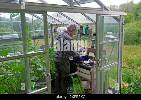 Rear back view of a man gardener looking through seed packets in box tomato plants growing inside glass greenhouse gardening June garden KATHY DEWITT Stock Photo