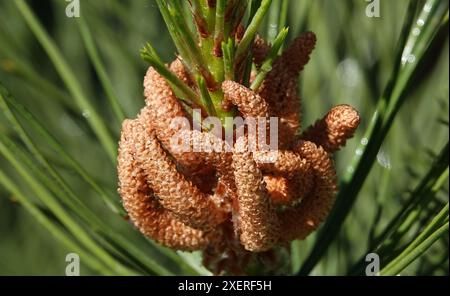 Pine twisted tree branch in spring bloom Stock Photo