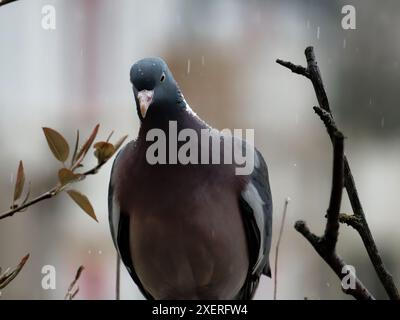 Wood pigeon in the rain with raindrops on the plumage, sits on a railing. Stock Photo