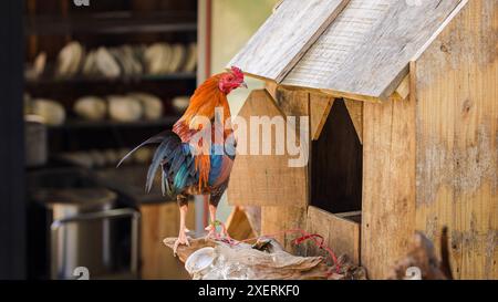 A rooster with vibrant blue and orange plumage on a wooden perch in a rustic chicken coop. This beautiful Vietnamese rooster, located in Sapa, is surr Stock Photo