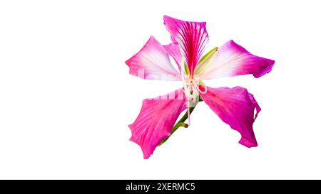 A cut-out of a pink flower on a white background. The delicate petals and vibrant color of the flower are highlighted, showcasing its natural beauty a Stock Photo