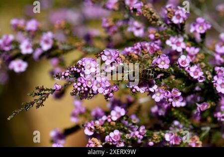 Close up of bee on small pink purple flowers of the Australian native shrub Thryptomene denticulata, family Myrtaceae. Endemic to Western Australia Stock Photo