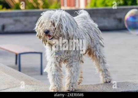 A white dog with long hair is standing on a ledge. The dog appears to be looking at something in the distance Stock Photo