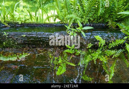 Plants sprouting from a canal made from an old hollowed-out log. Selective focus Stock Photo