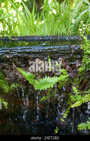 Plants sprouting from a canal made from an old hollowed-out log. Selective focus Stock Photo