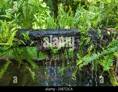 Plants sprouting from a canal made from an old hollowed-out log. Selective focus Stock Photo