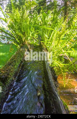 Plants sprouting from a canal made from an old hollowed-out log. Selective focus Stock Photo