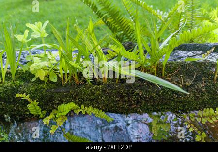 Plants sprouting from a canal made from an old hollowed-out log. Selective focus Stock Photo