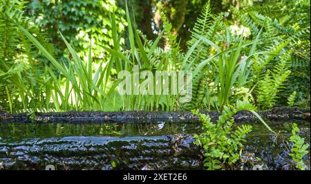 Plants sprouting from a canal made from an old hollowed-out log. Selective focus Stock Photo