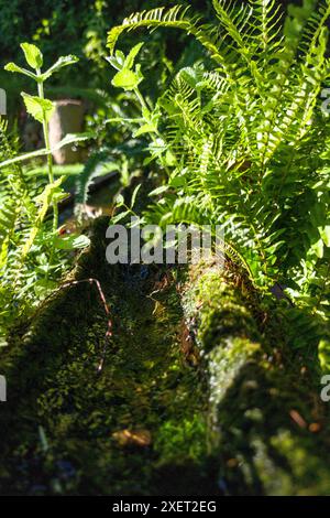 Plants sprouting from a canal made from an old hollowed-out log. Selective focus Stock Photo