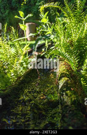 Plants sprouting from a canal made from an old hollowed-out log. Selective focus Stock Photo