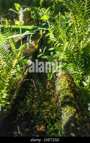 Plants sprouting from a canal made from an old hollowed-out log. Selective focus Stock Photo