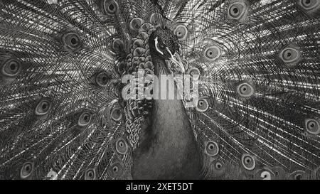Portrait of beautiful peacock with feathers out. A close up photography of a male Peacock showing geometrical continues pattern. Black and white peaco Stock Photo