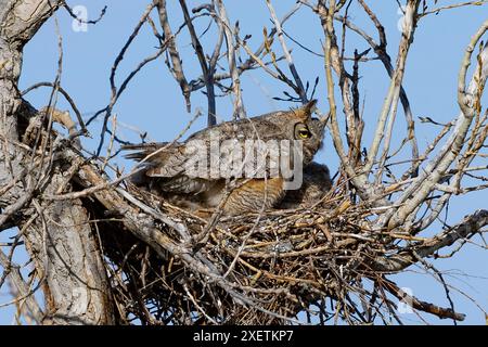 A Great Horned Owl in the nest, with beautiful fluffy feathers and bold yellow eye highlighted by the light on a sunny Spring day. Stock Photo