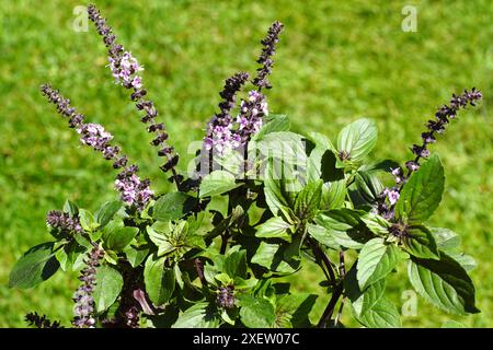 Purple flowering Perennial Basil  Magic Blue (Ocimum basilicum). Blurred lawn on the background. Summer, June, Netherlands. Stock Photo