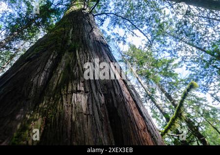 Vertical view of a large old pine tree with moss covered branches in a dense forest in BC, Canada Stock Photo